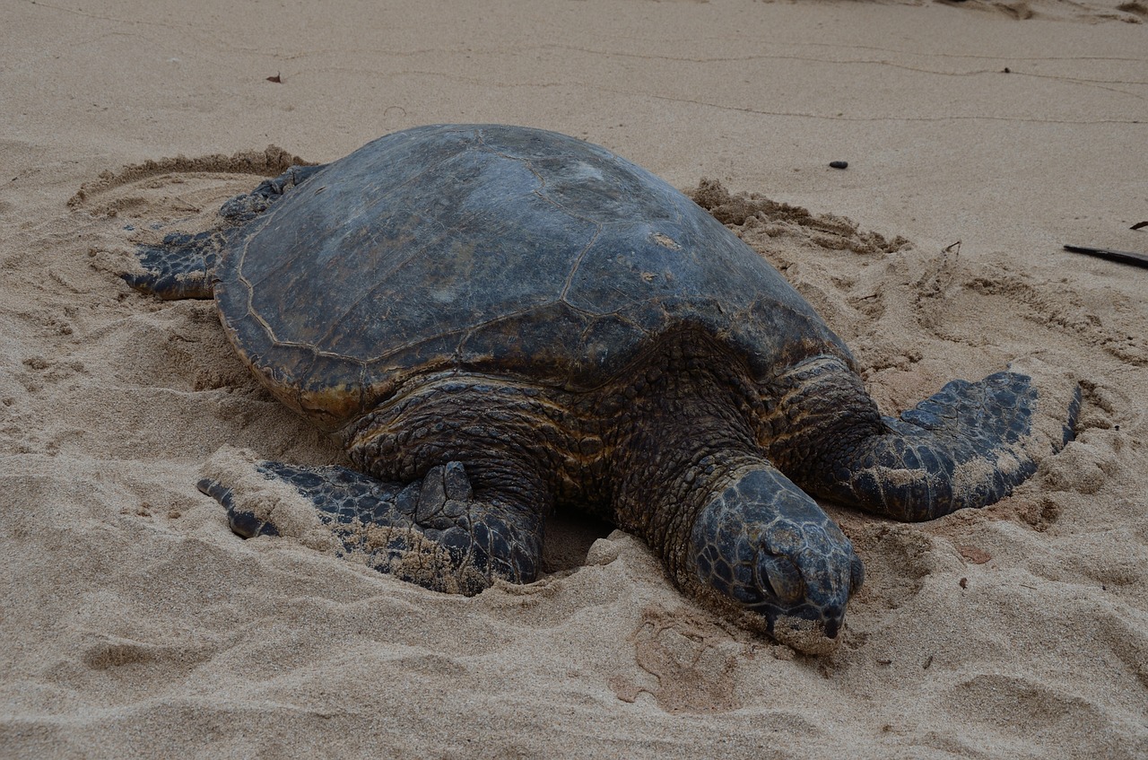 hawaiian turtle full  marine  wildlife free photo