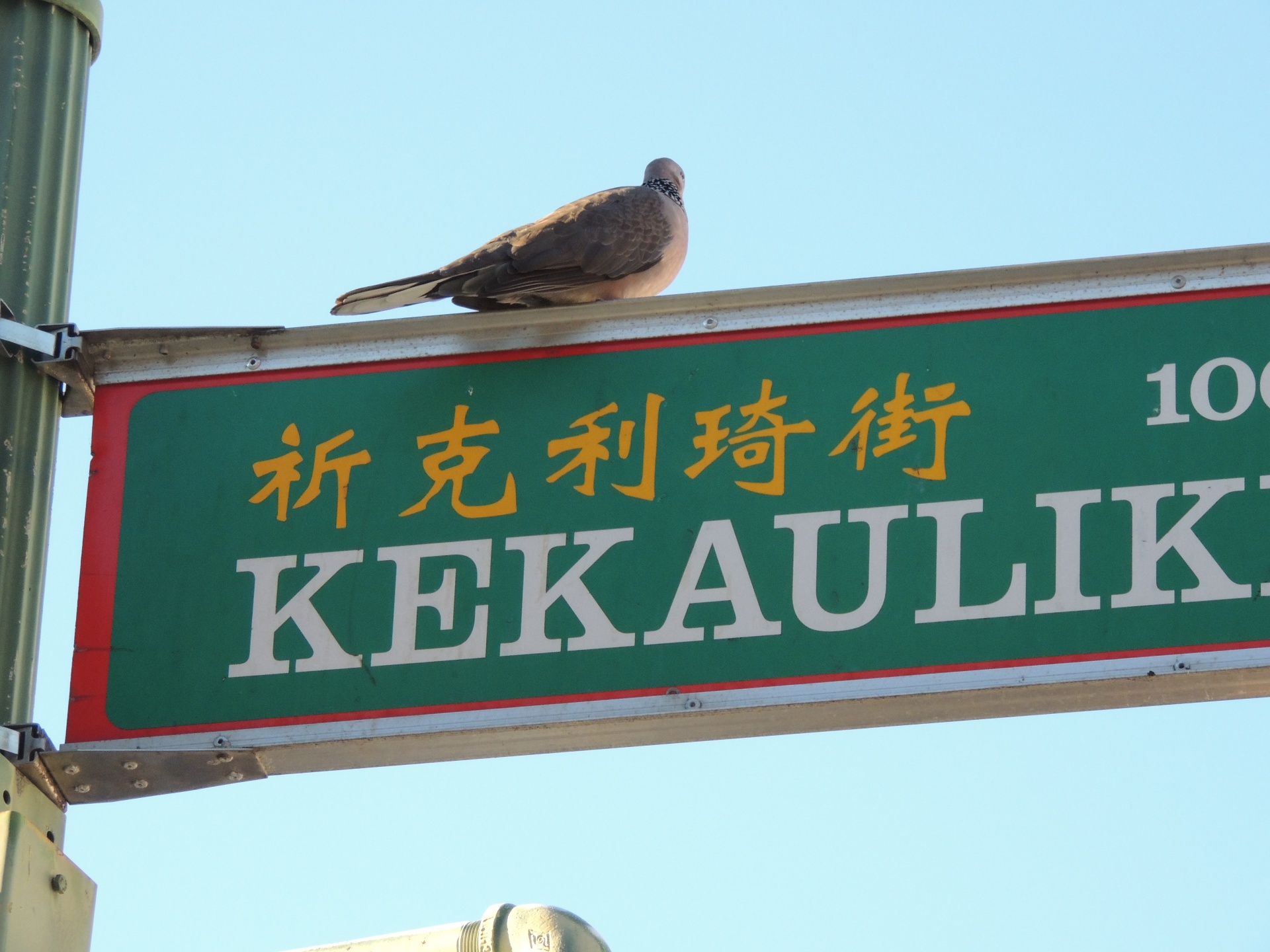 hawaii street sign free photo