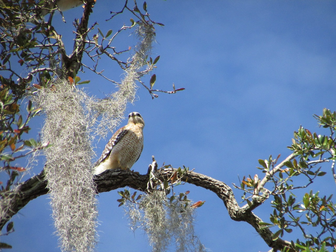 hawk bird nature free photo