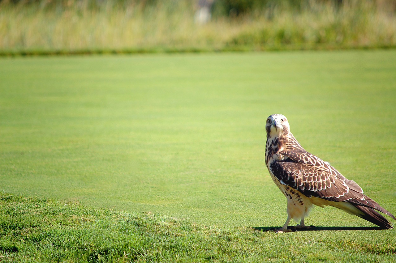 hawk nature bird free photo