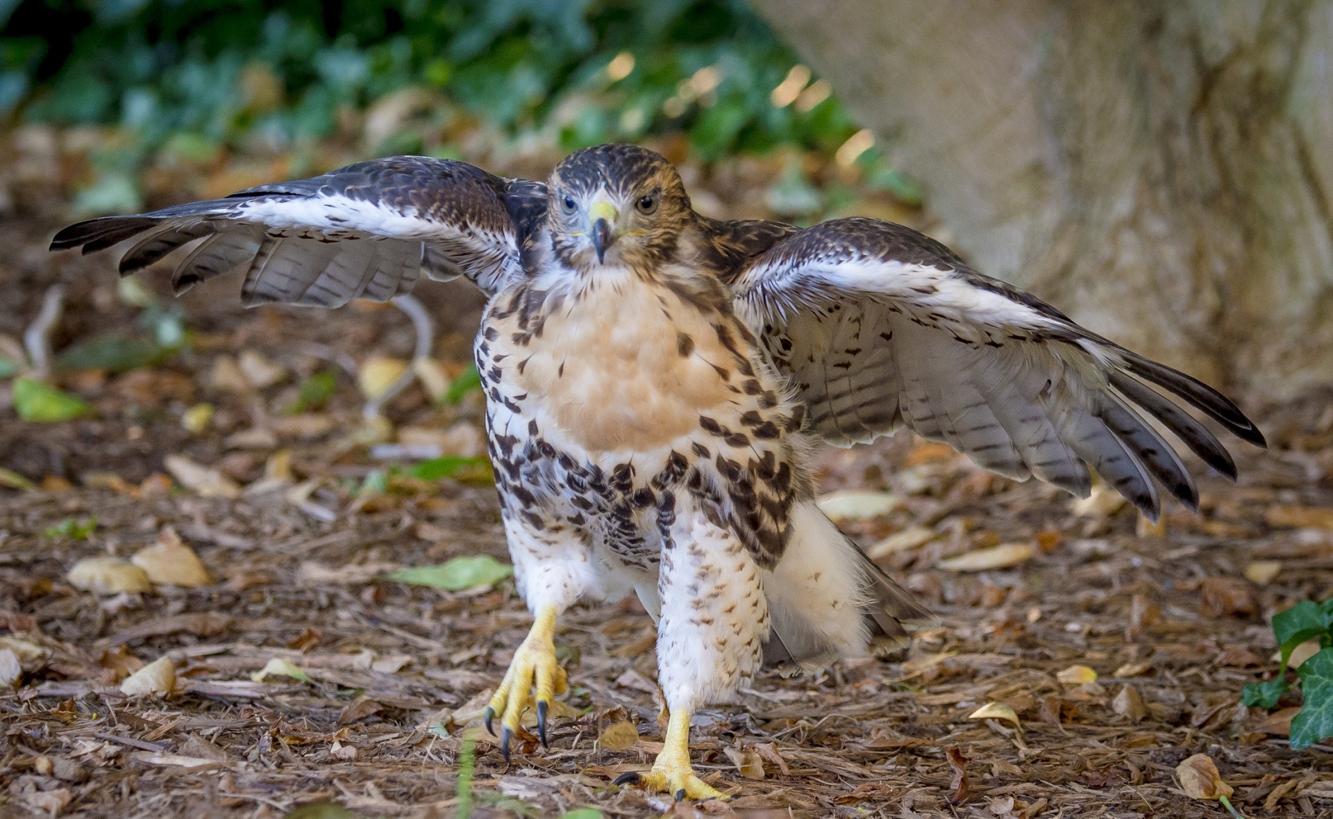 hawk red-tailed fledgling free photo