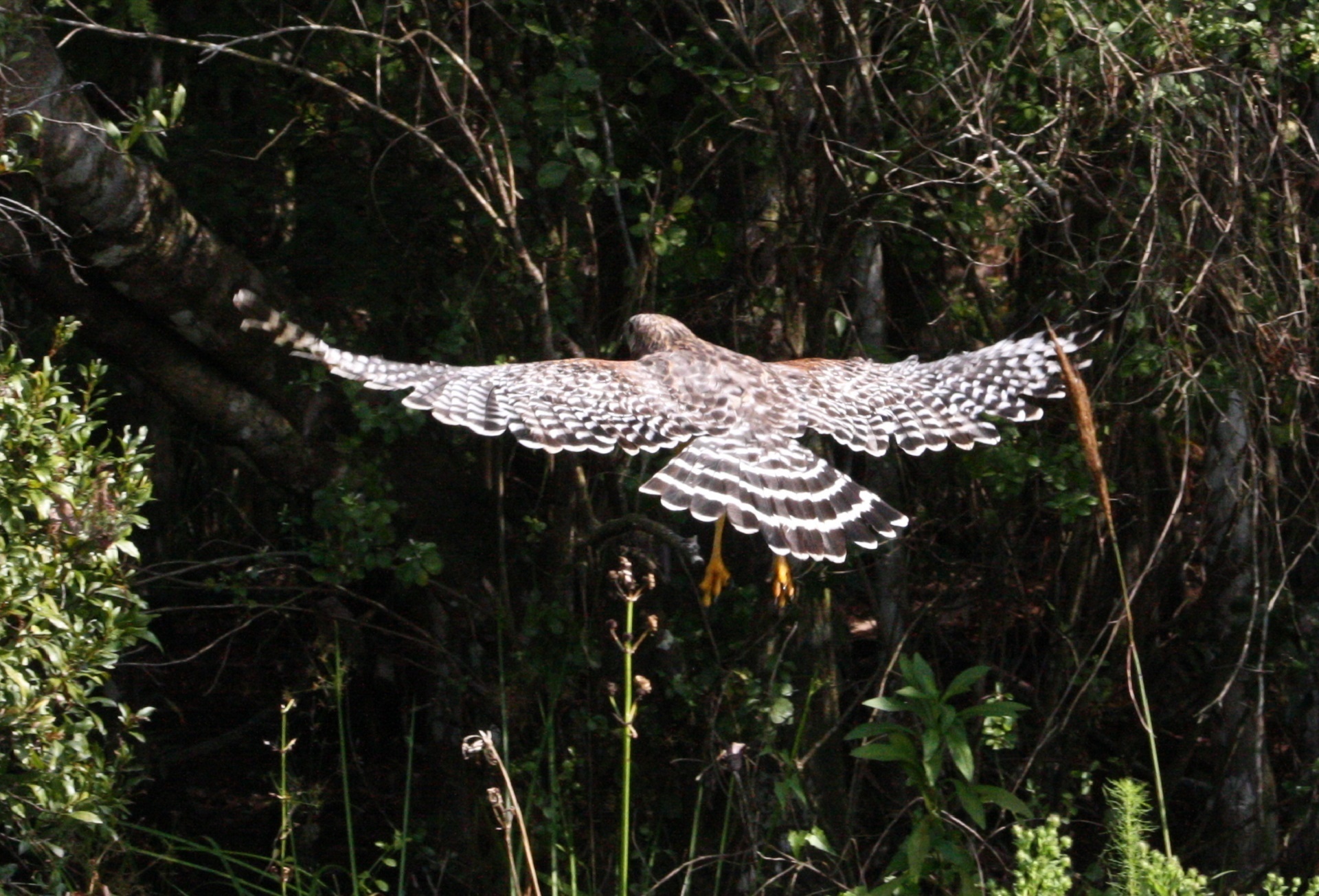 hawk red shouldered flying free photo