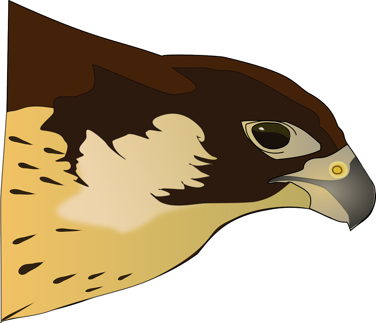 hawk bird bird of prey free photo