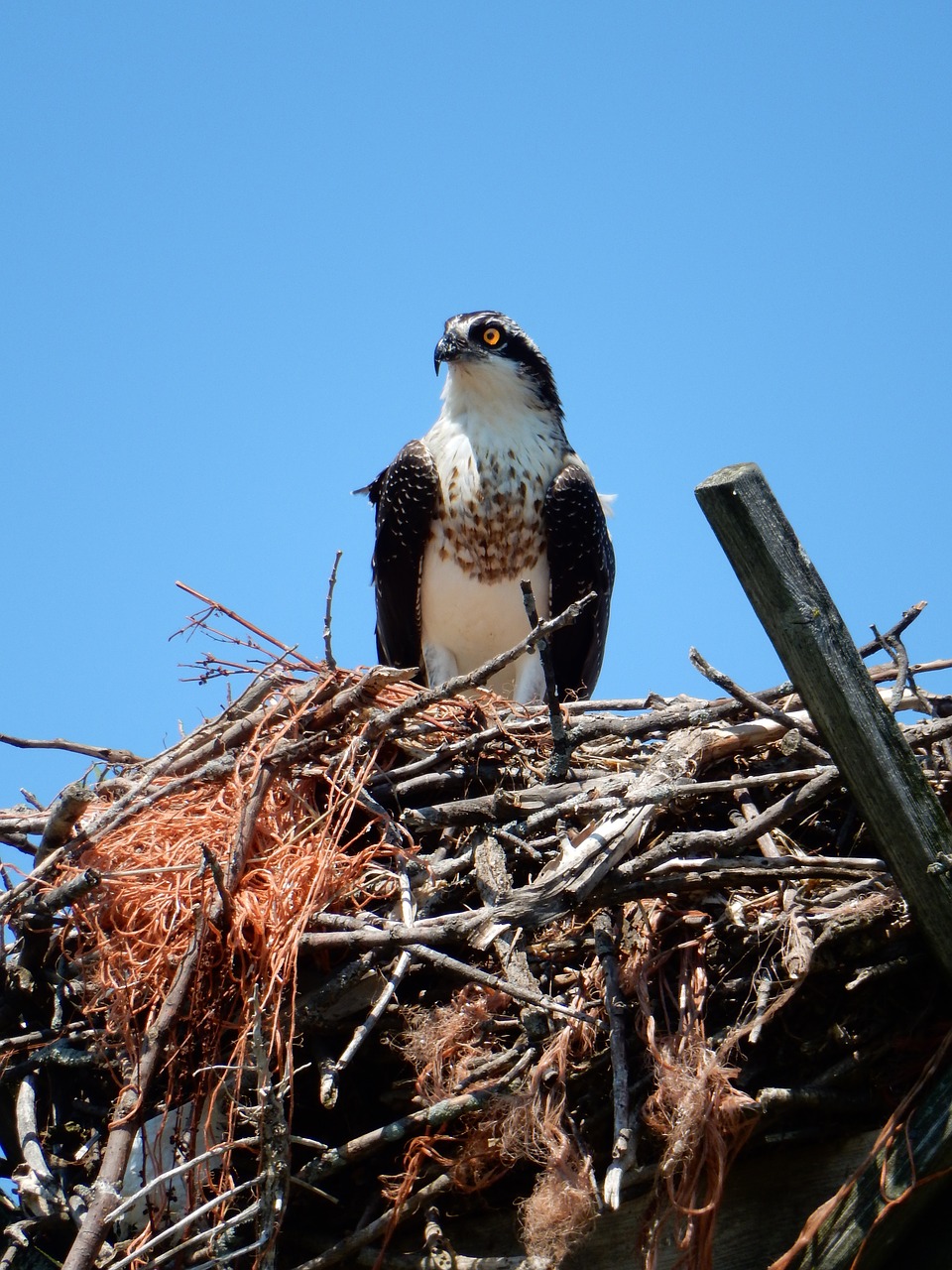 hawk nest nature free photo