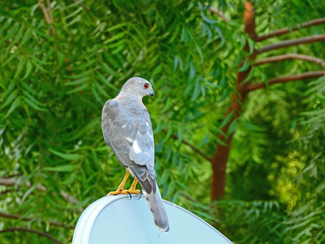 hawk wild predator free photo