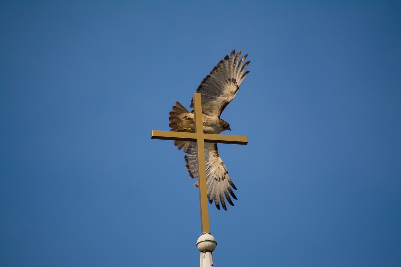 hawk cross flight free photo
