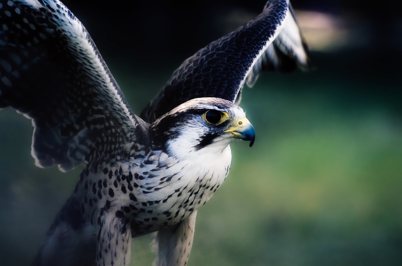 hawk falcon bird free photo