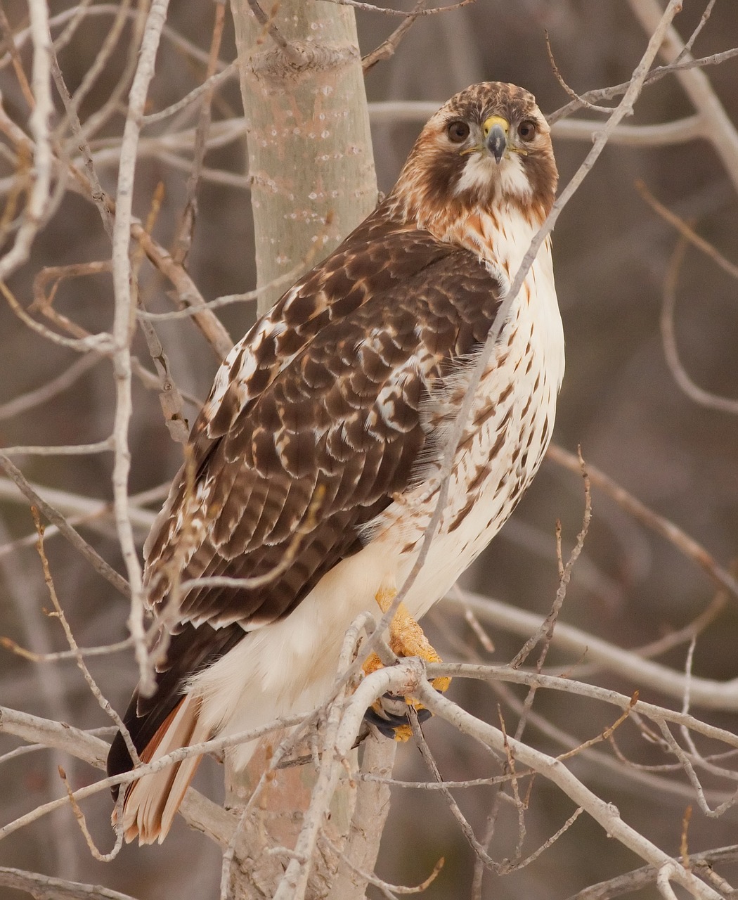 hawk bird predator free photo