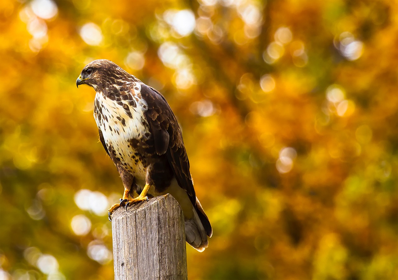hawk bird perch free photo