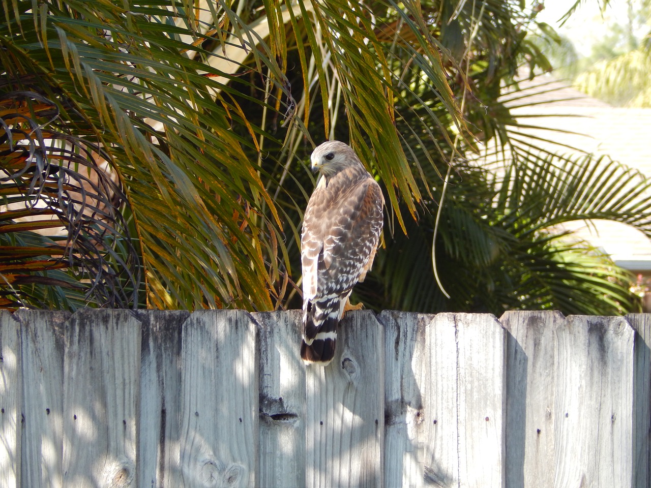 hawk fence bird free photo