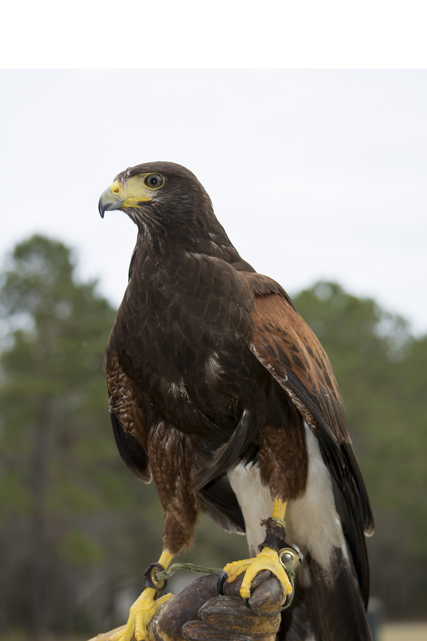 hawk falconry bird free photo