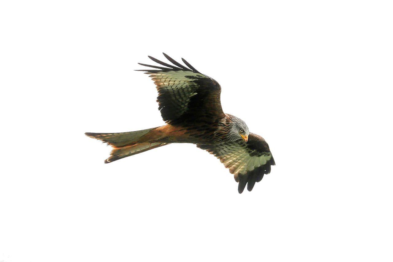 hawk predator bird free photo