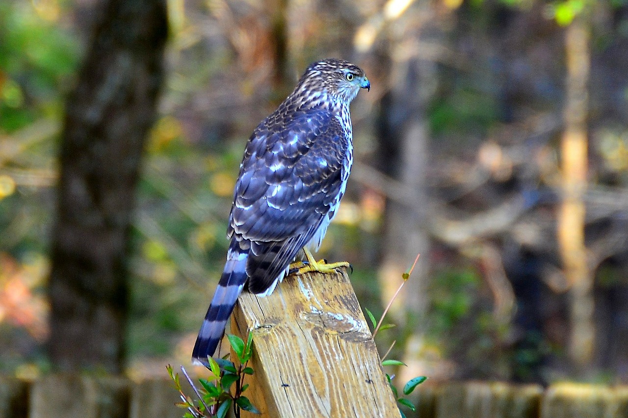 hawk blue georgia free photo