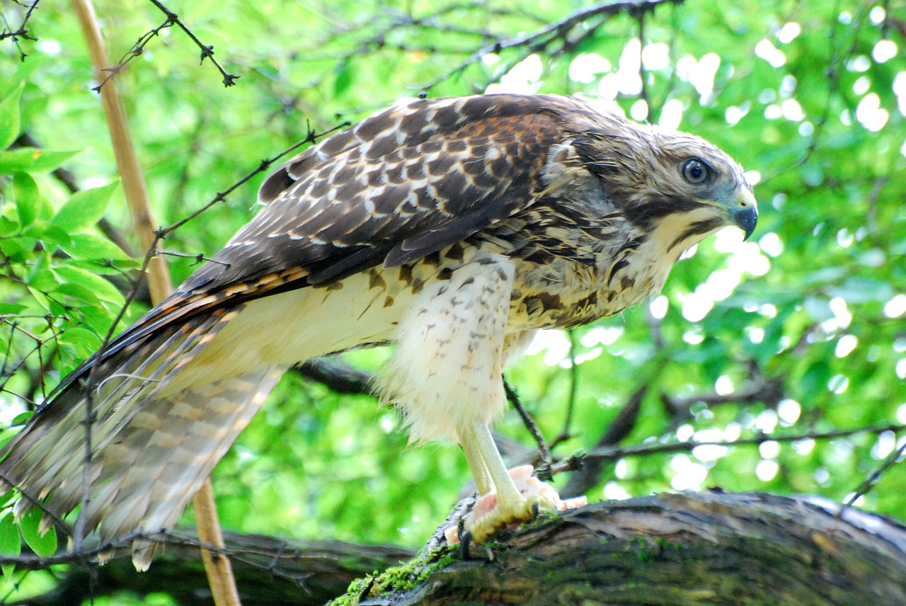 hawk feeding nature free photo