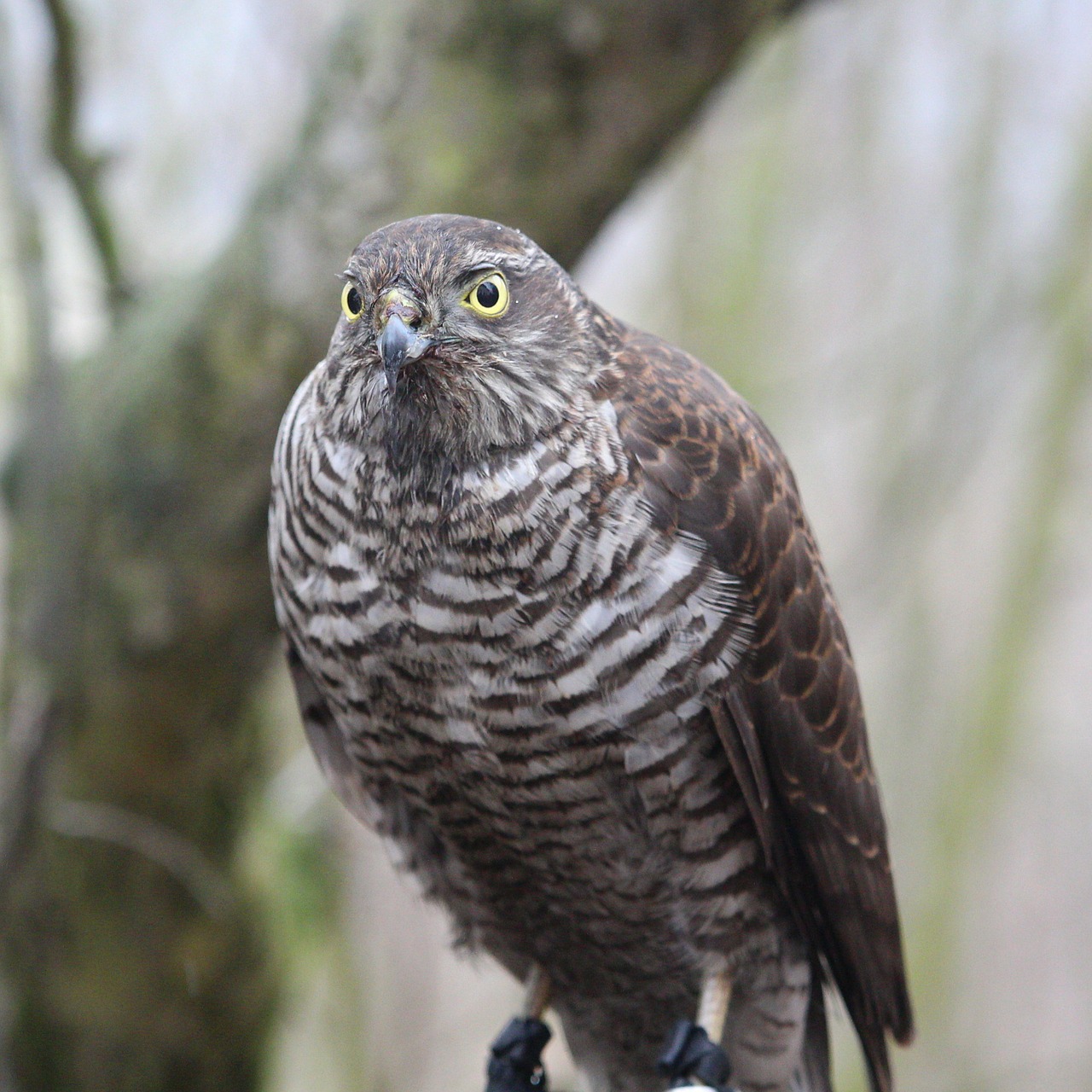 hawk bird of prey bird free photo