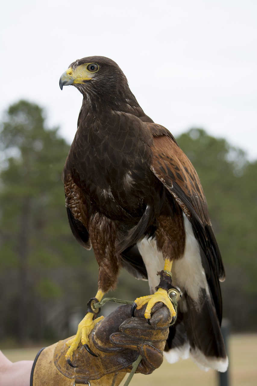 hawk harris's hawk raptor free photo