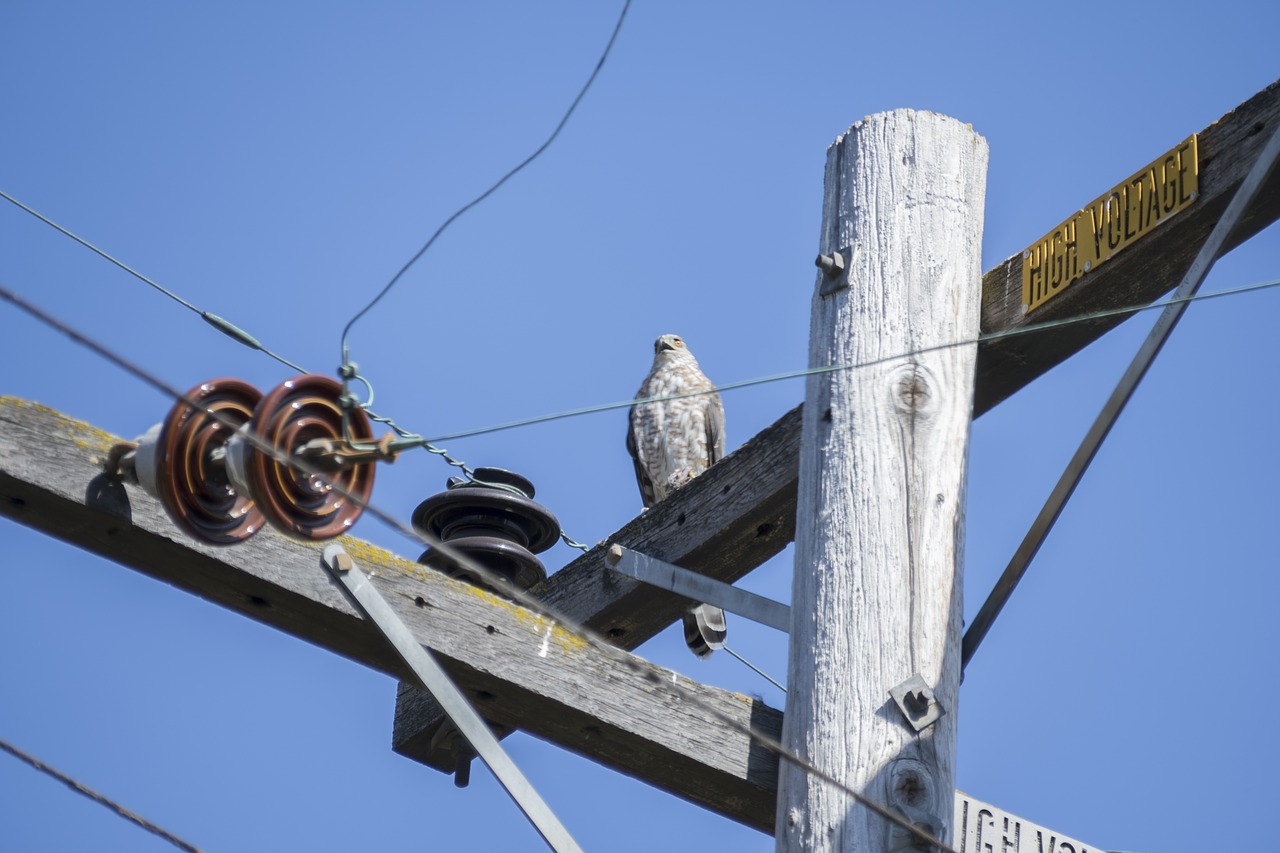 hawk wildlife nature free photo