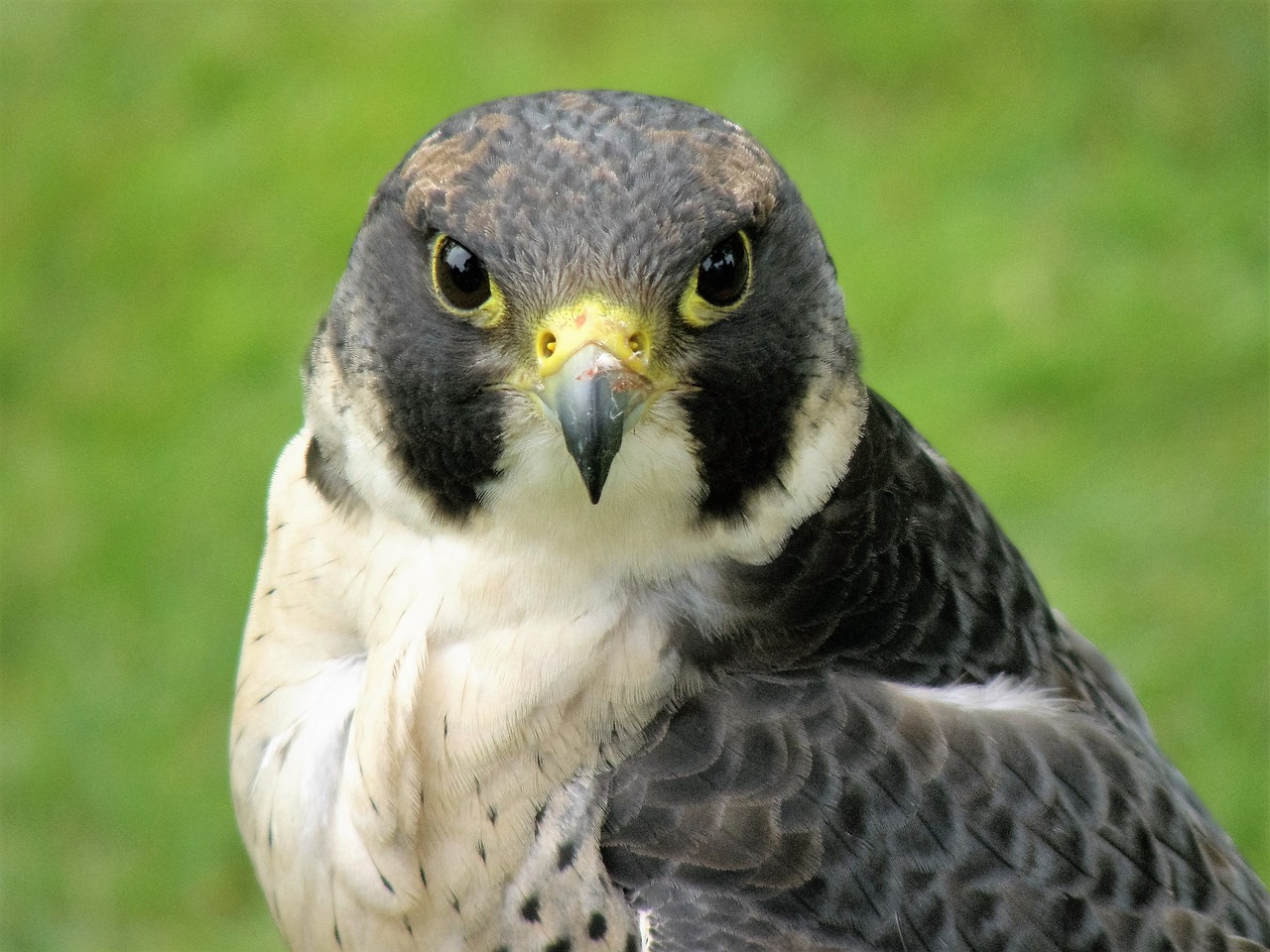 hawk bird falcon free photo