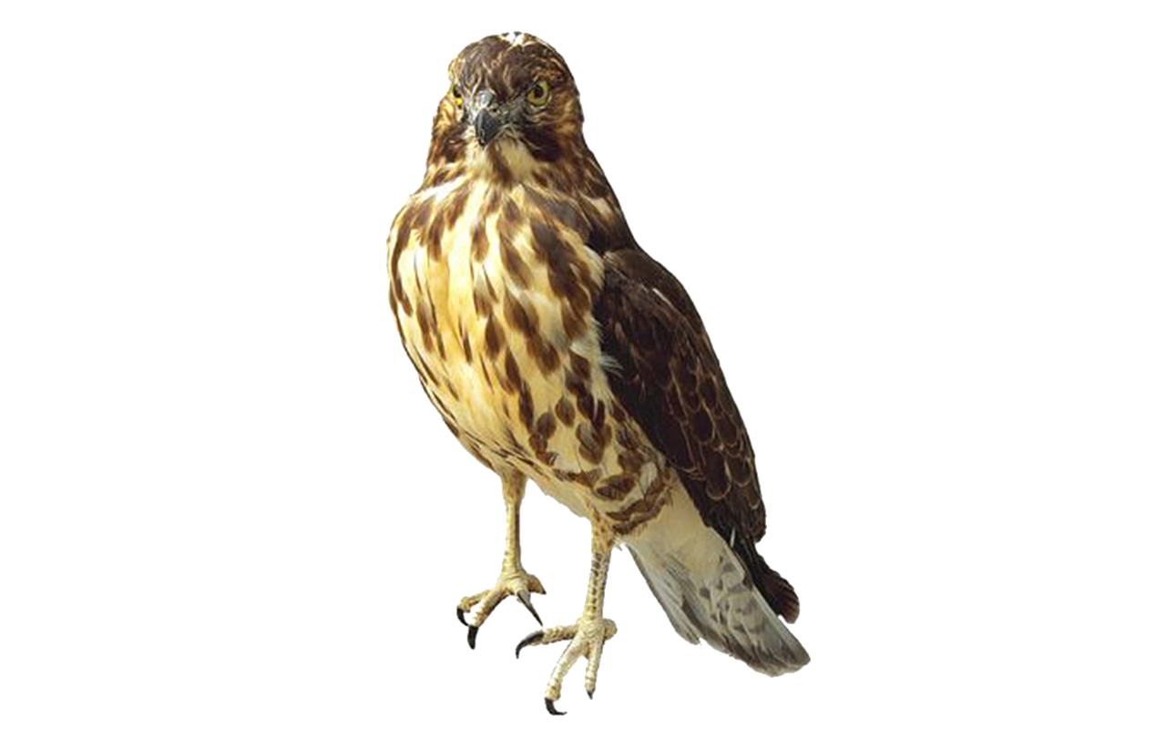 hawk raptor bird of prey free photo