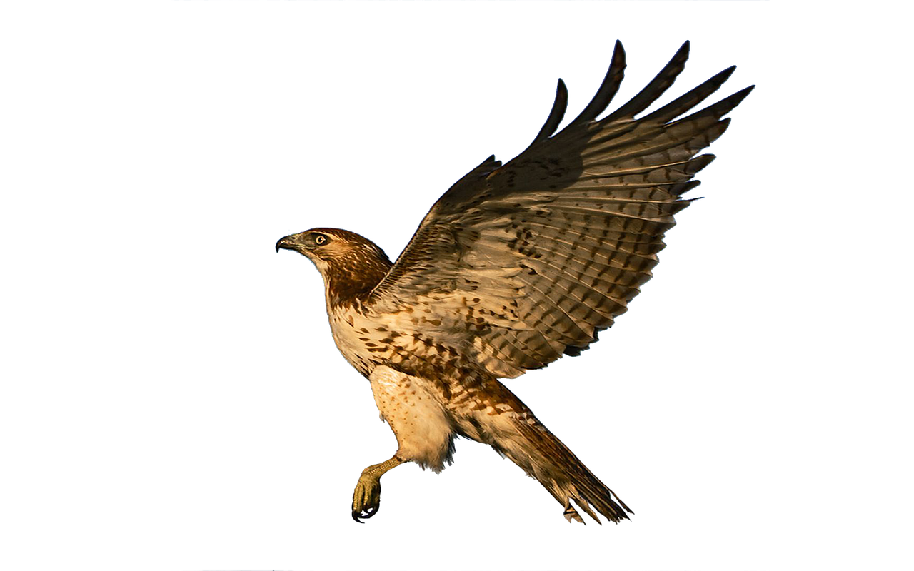 hawk flight raptor free photo