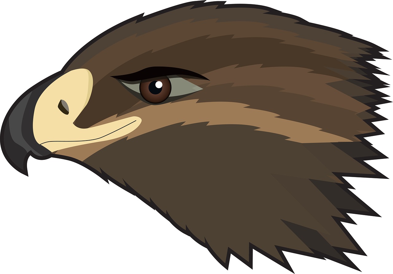 hawk eagle bird free photo
