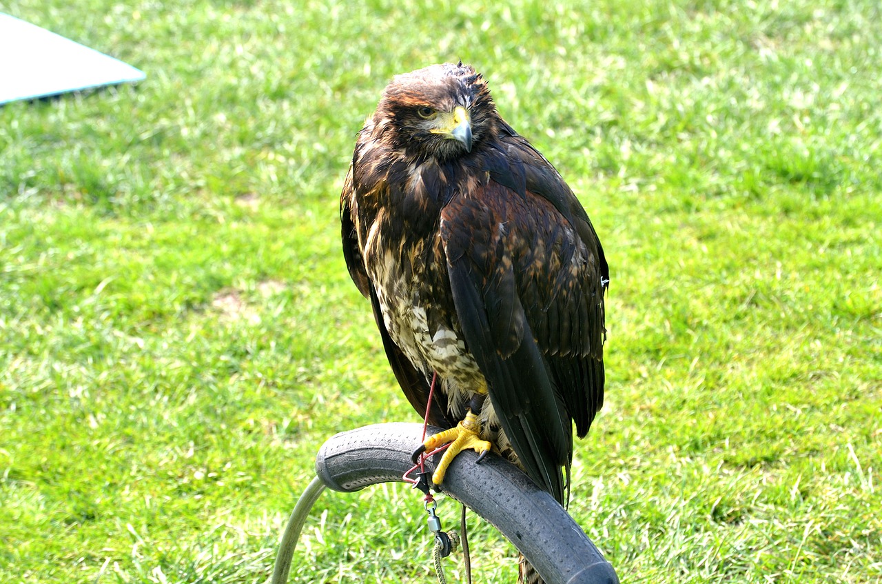 hawk bird of prey wildlife free photo