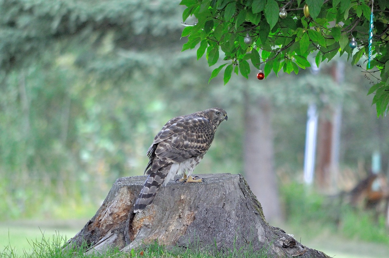 hawk bird nature free photo