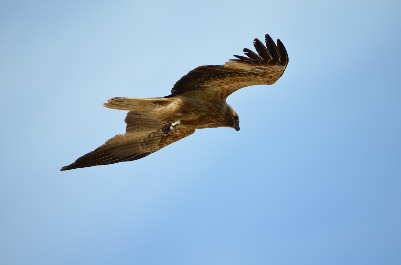 hawk kite bird free photo