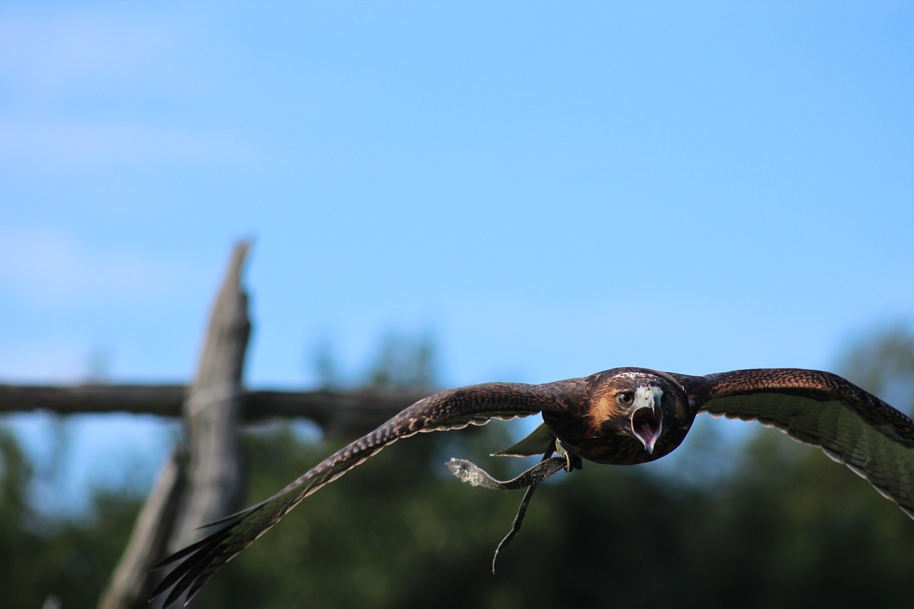 hawk flight bird free photo