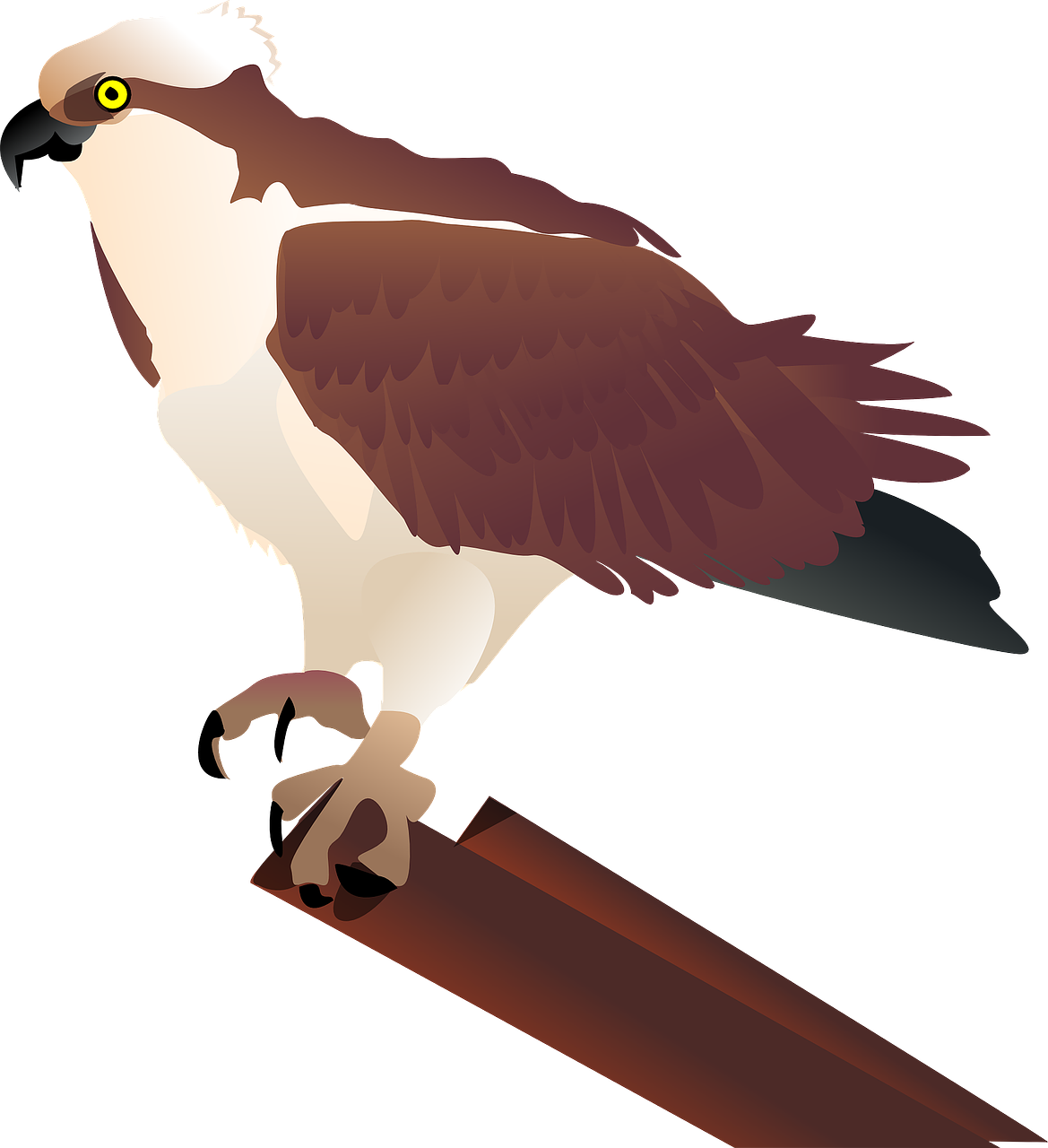 hawk,osprey,falcon,raptor,bird,bird of prey,talons,free vector graphics,free pictures, free photos, free images, royalty free, free illustrations, public domain
