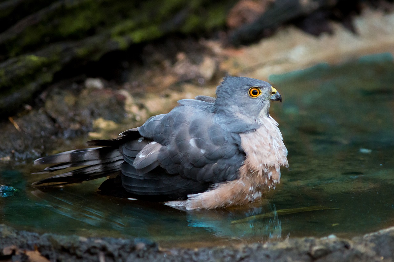 hawk water play nature free photo