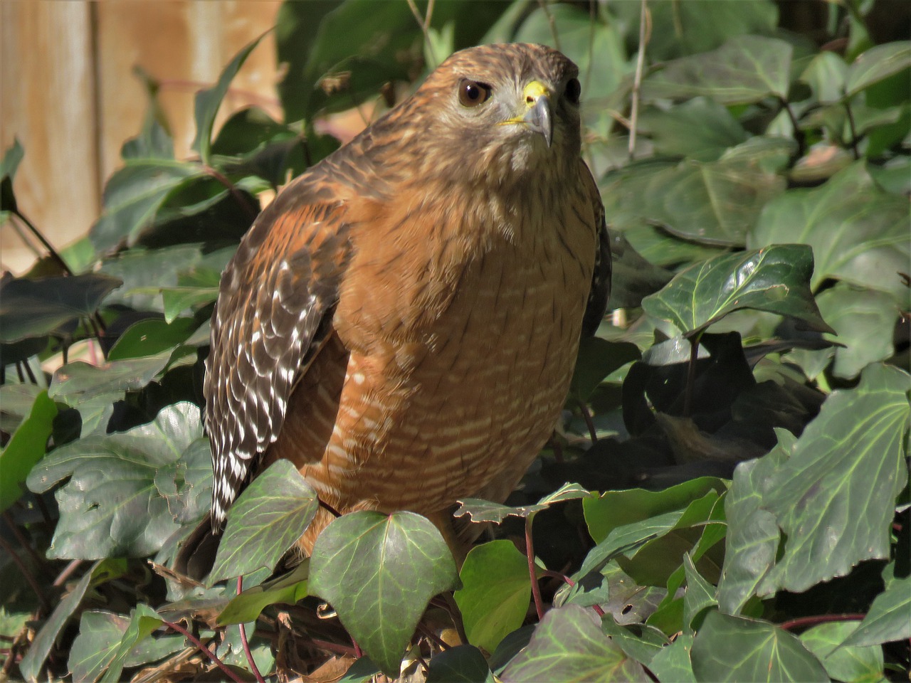 hawk raptor brown free photo