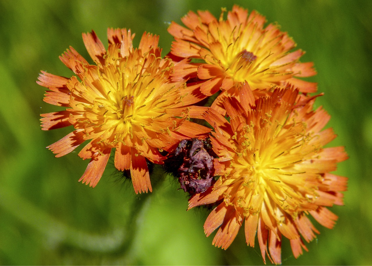 hawk weed orange free photo