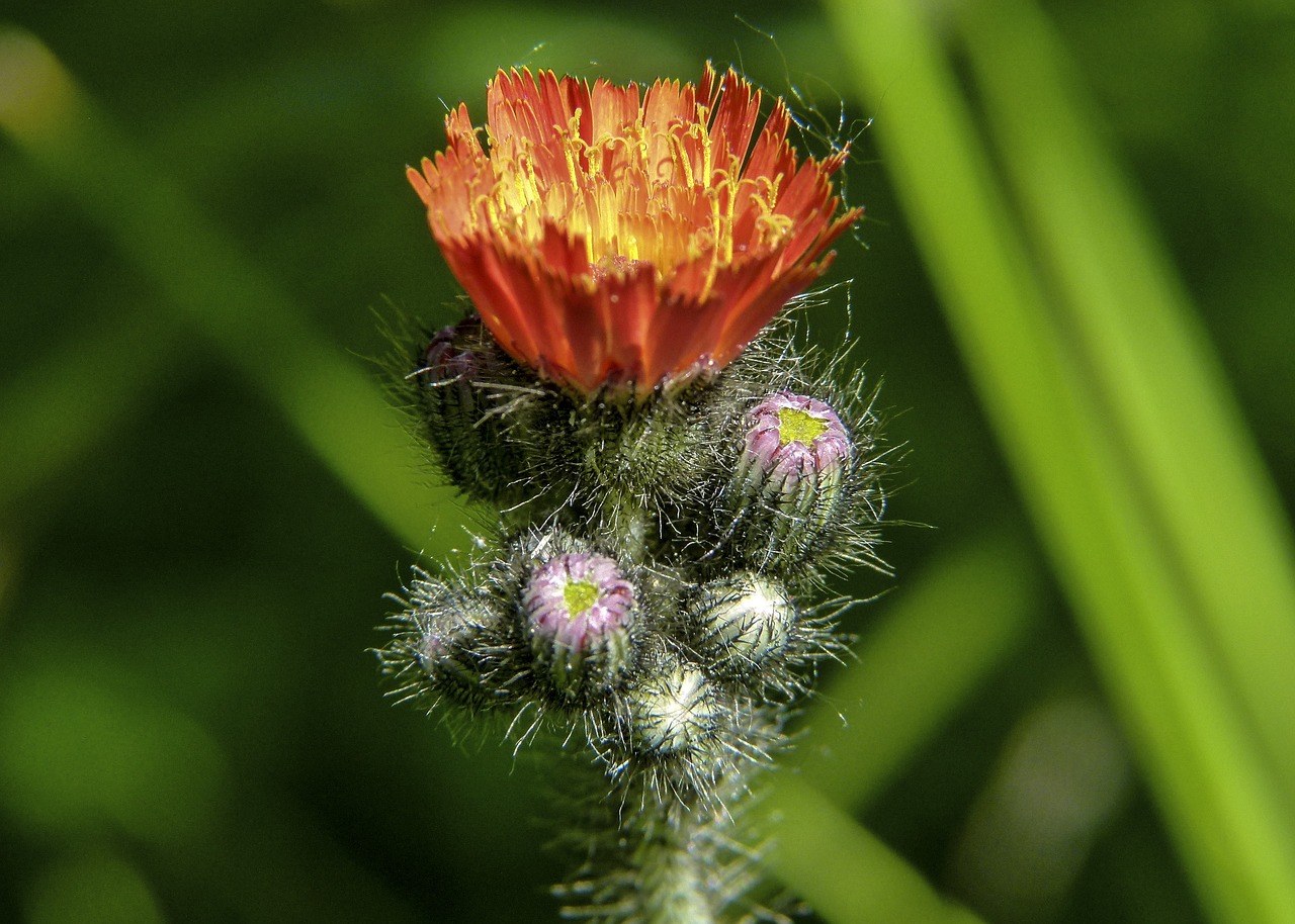 hawk weed buds free photo