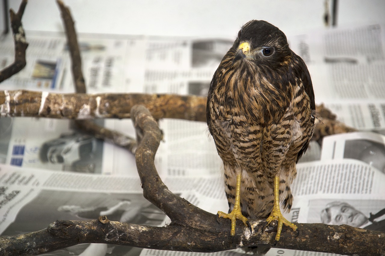 hawk  bird of prey  birds free photo