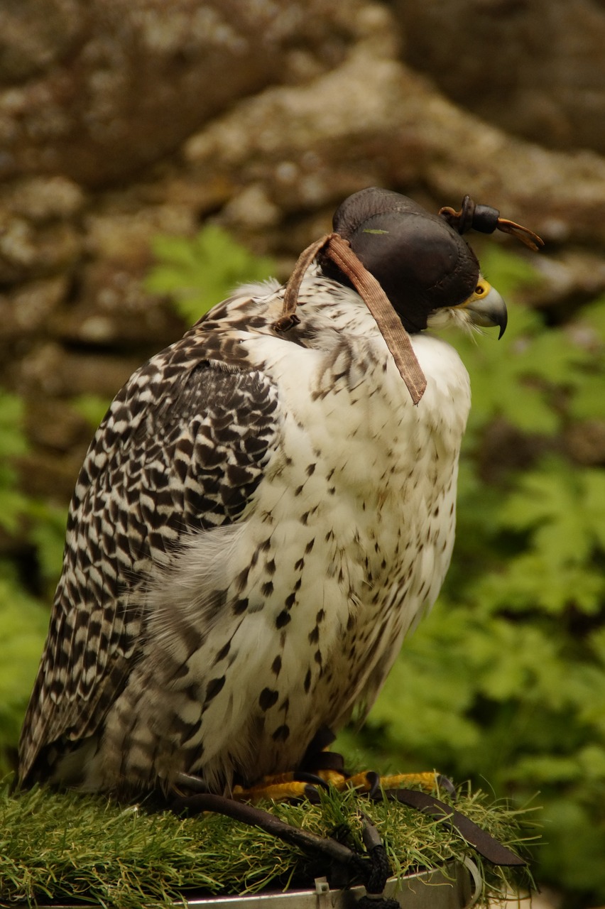 hawk  raptor  bird free photo