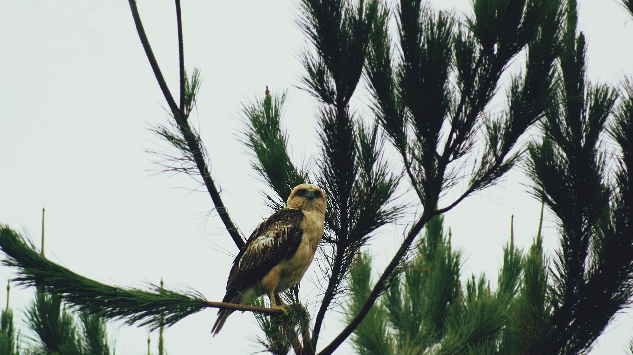 hawk  nature  bird free photo