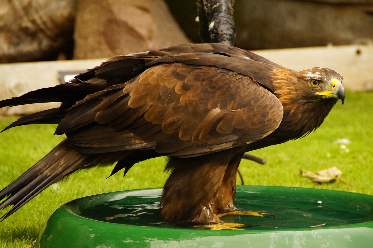 hawk  swim  bird bath free photo