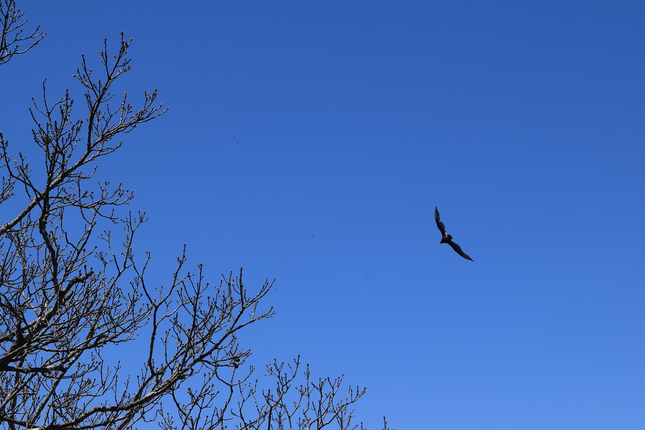 hawk  mountains  raptor free photo