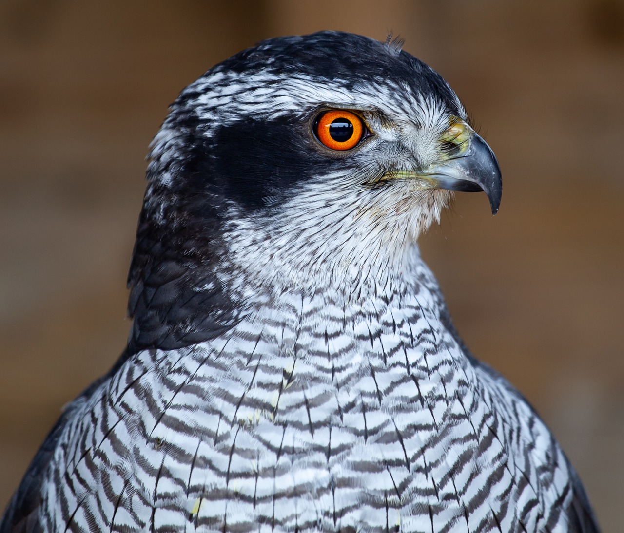 hawk  raptor  feathers free photo