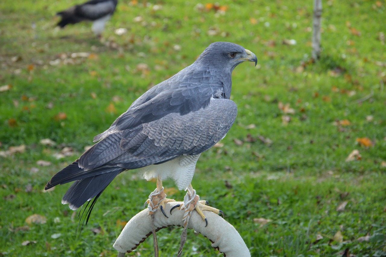 hawk predator hunter free photo