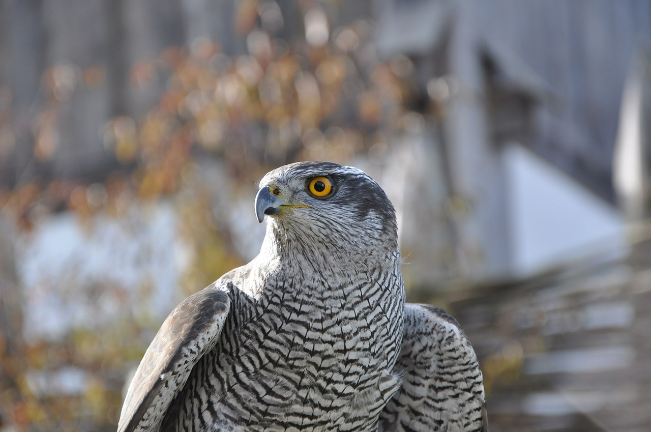 hawk bird of prey falconry free photo