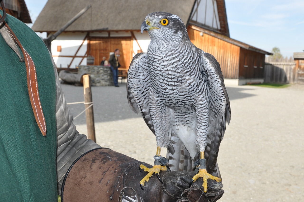 hawk falkner middle ages free photo