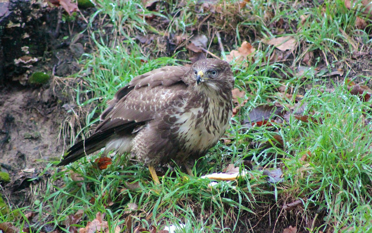 hawk falcon common buzzard free photo