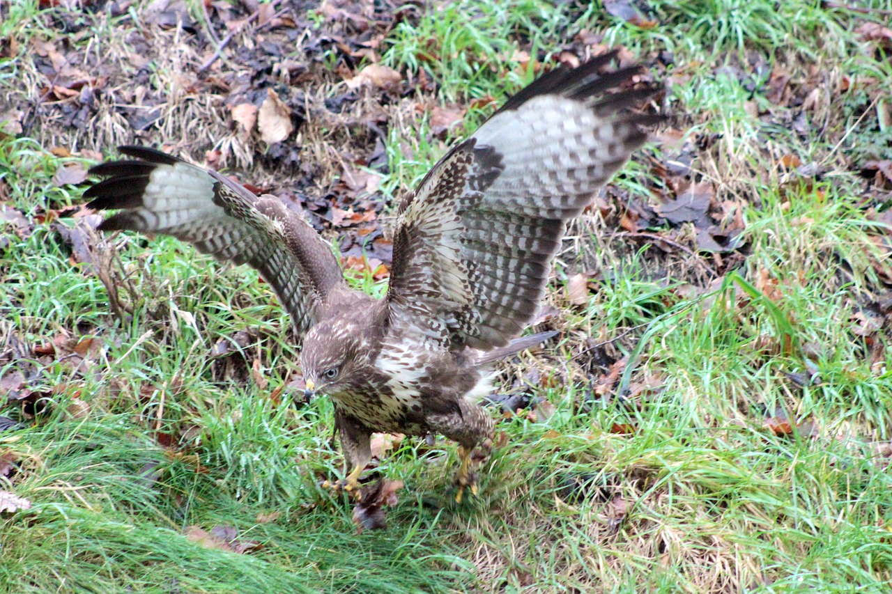 hawk falcon common buzzard free photo