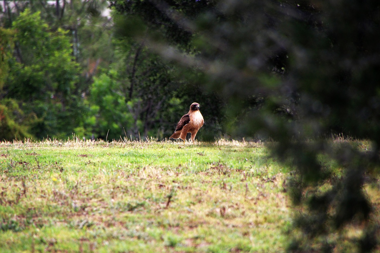 hawk nature bird free photo