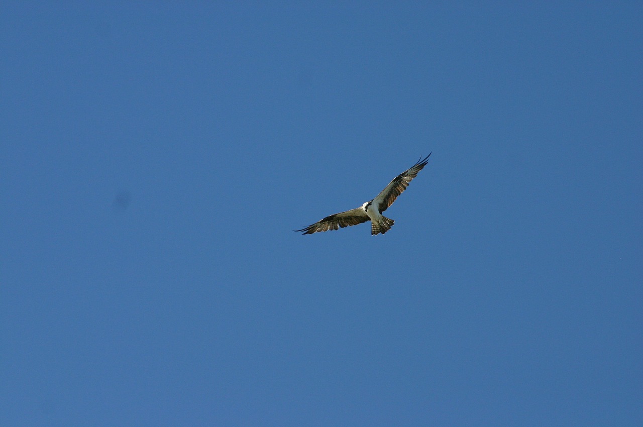 hawk bird of prey blue sky free photo