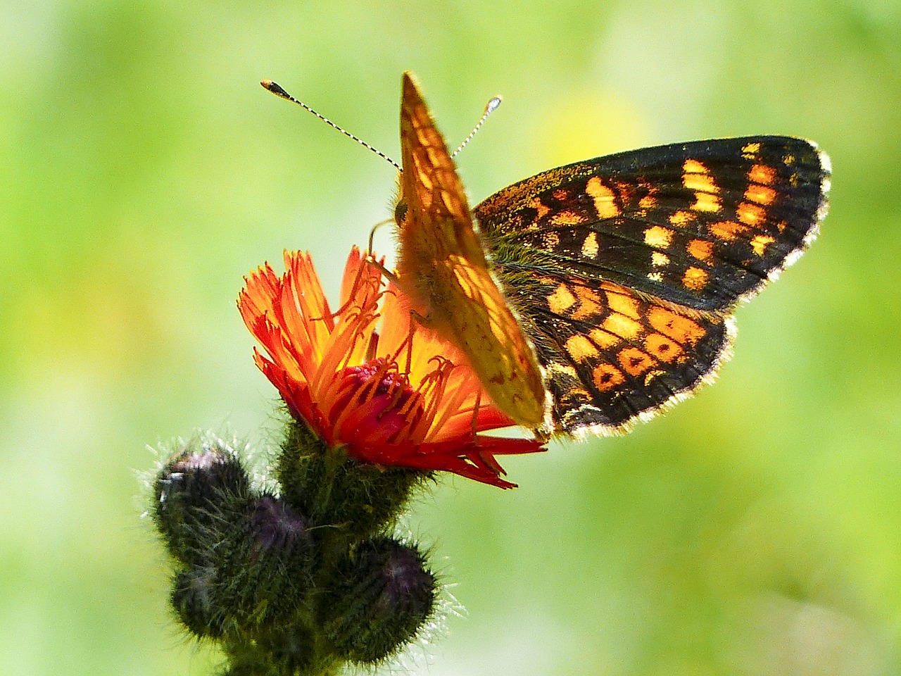 hawk weed orange free photo