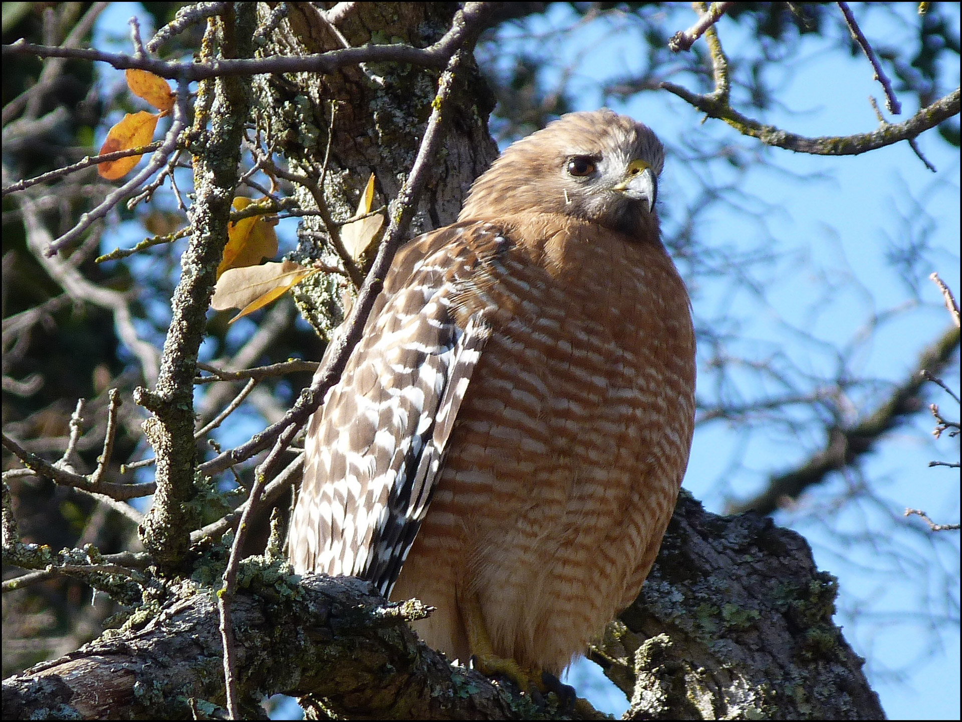 coopers hawk hawk 946 free photo