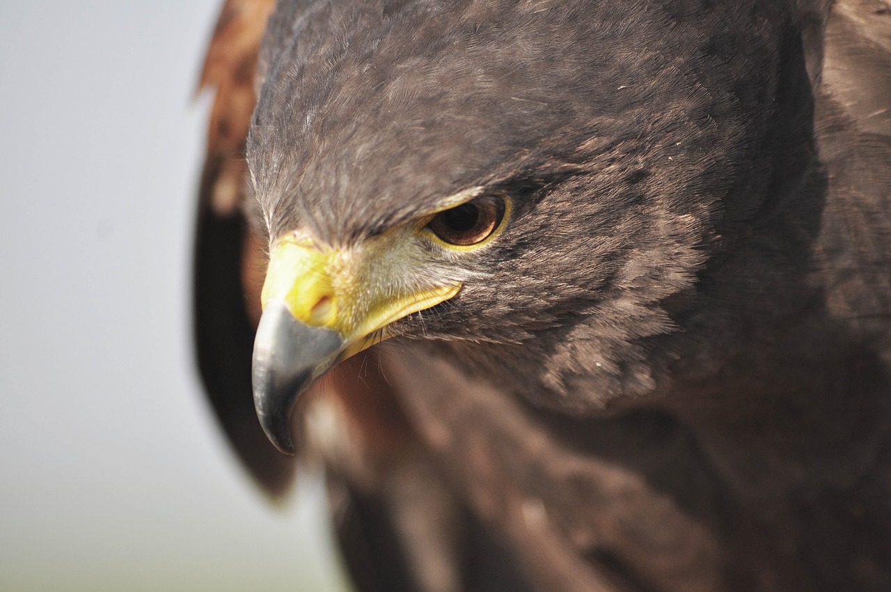 hawk nature hunting free photo